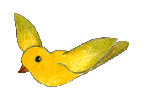 Canari